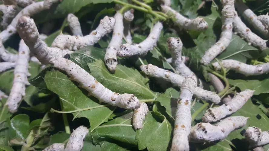 silk worms