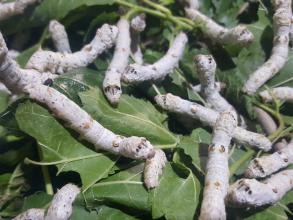 silk worms
